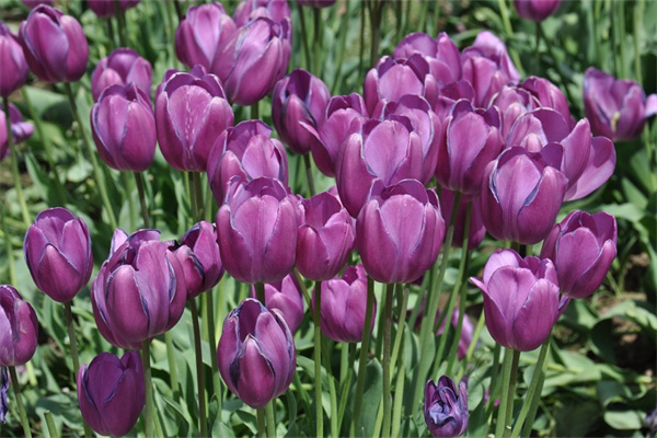 室內凈化空氣綠植(室內凈化空氣綠植推薦有哪些)