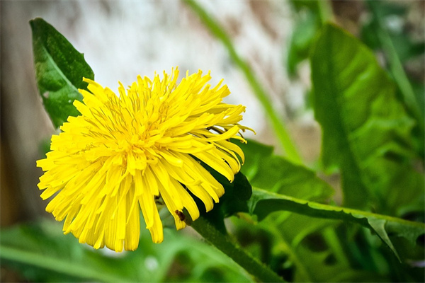 花卉盆景室內小盆栽(花卉盆景室內盆栽圖片)