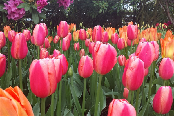 室內綠植養殖公司哪家好(室內綠植養殖公司哪家好一點)