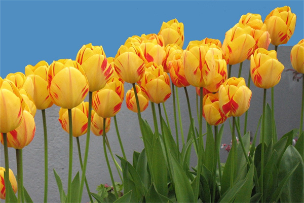 室內(nèi)盆栽綠植(室內(nèi)盆栽綠植葉片起皺是水少了嗎)