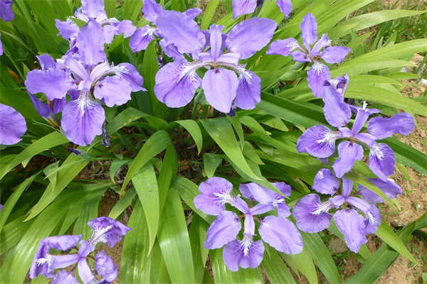 粘土怎么做玫瑰花(粘土怎么做玫瑰花又簡單又好看)
