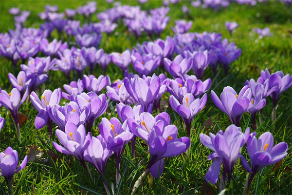 美篇送花要付費嗎(美篇中的送花對方能收到現金嗎)
