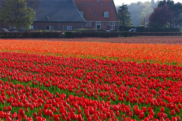 紅邊側(cè)影多肉(多肉側(cè)影又叫什么)