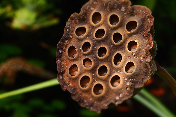 花籃里面的花怎么做(花籃的步驟)