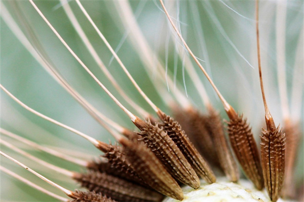 多肉世之雪能長多大(多肉世之雪開花的圖片)