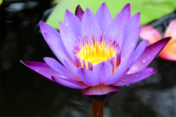 多肉長的像葡萄（多肉植物樣子像葡萄叫啥名字）