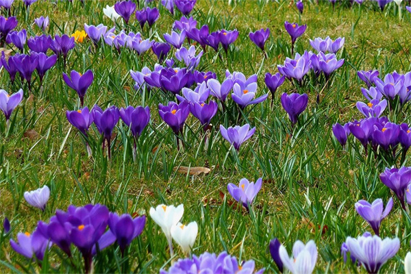 玫瑰花祛斑(玫瑰花祛斑美容)