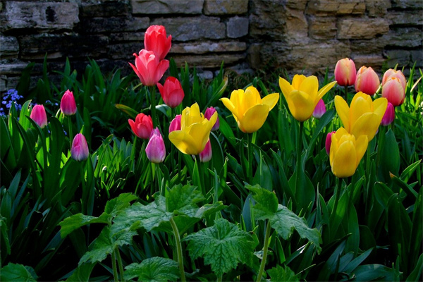 怎么用一張紙折玫瑰(怎么用一張紙折玫瑰花慢動(dòng)作視頻)