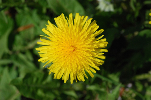 耐寒的室內植物有哪些盆栽(耐寒而且能在室內養的植物有哪些?)