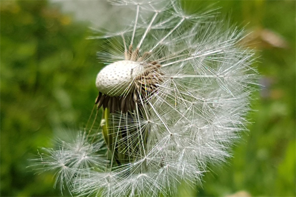 藍(lán)色妖姬是玫瑰花(藍(lán)色妖姬是玫瑰花嗎圖片)