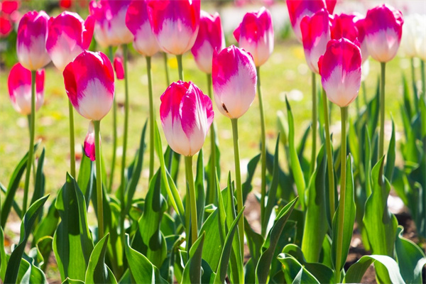 玫瑰花根怎么種植方法(玫瑰花根怎么種植方法視頻)