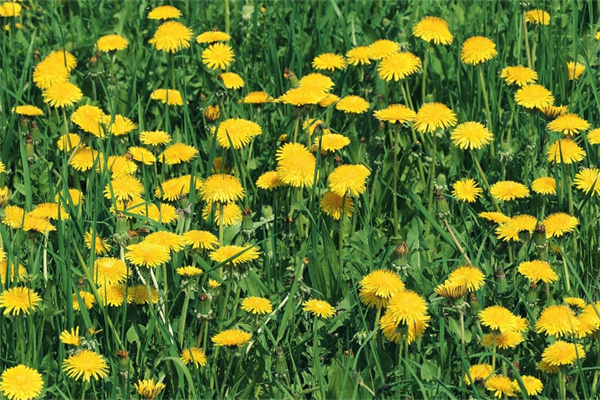 辦公室紅色花(辦公室用的花)