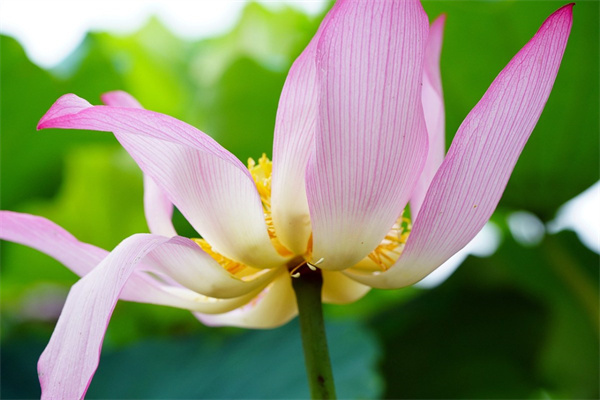 多肉上有黑點(diǎn)(多肉上有黑點(diǎn)怎么辦)