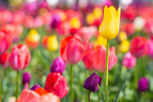 鮮花能放多久(玫瑰花保鮮花能放多久)