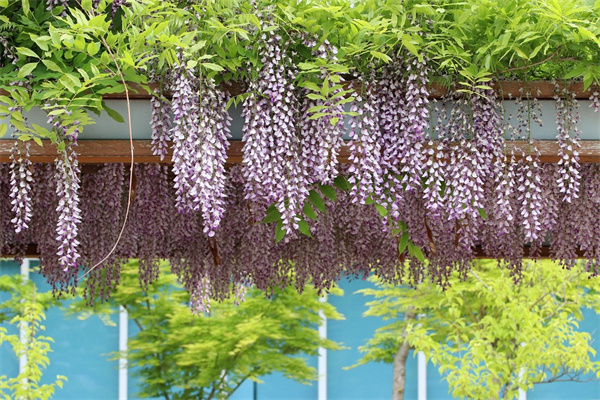 庭院低矮花卉(適合庭院的低矮樹種果樹)