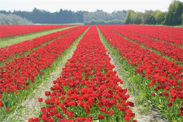 耐熱耐寒的木本花卉(耐熱耐寒的木本花卉植物)