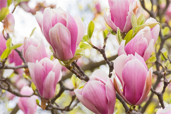 女孩手捧鮮花(女孩手捧鮮花圖片唯美漫畫)