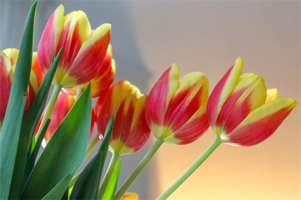 玫瑰花搭配百合花(玫瑰花搭配百合花的功效)