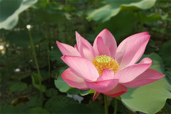 紅掌多久澆一次水最好（家養紅掌的注意事項）