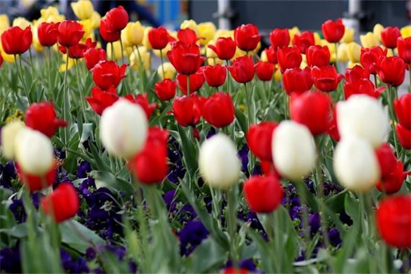 楊梅樹什么季節種最好(簡述楊梅樹特點)