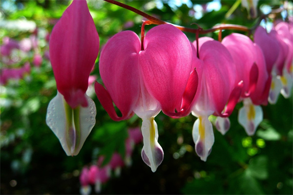 多肉里有蟲子怎么辦(多肉里有蟲子怎么辦小妙招)