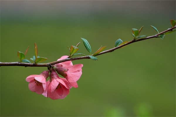 一帆風順花怎么養(yǎng)旺盛(水培一帆風順小妙招)