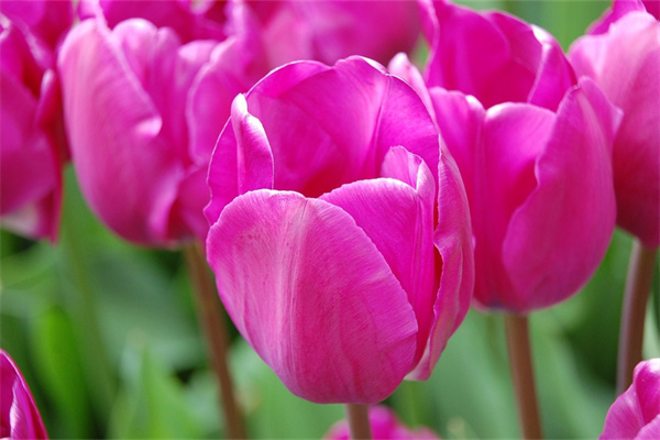 清香木怎樣栽培(清香木種植方法和注意事項)