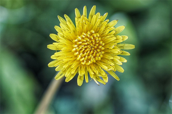 喜歡太陽直曬的花(喜歡太陽暴曬的花)