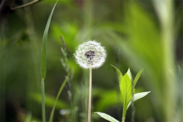 泰安訂鮮花(泰安買花市場)