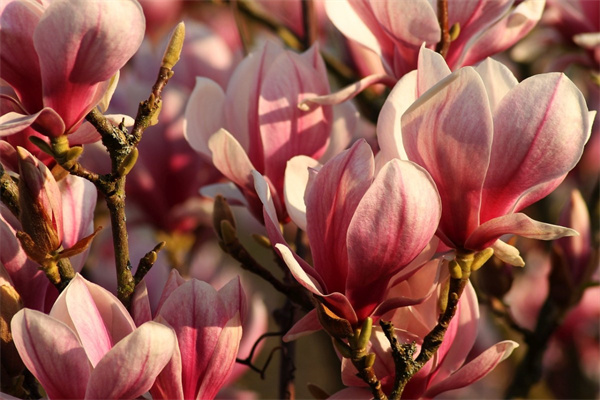 蟹爪蘭放在房間沒有陽光怎么辦 冬季房間沒陽光怎樣養殖蟹爪蘭