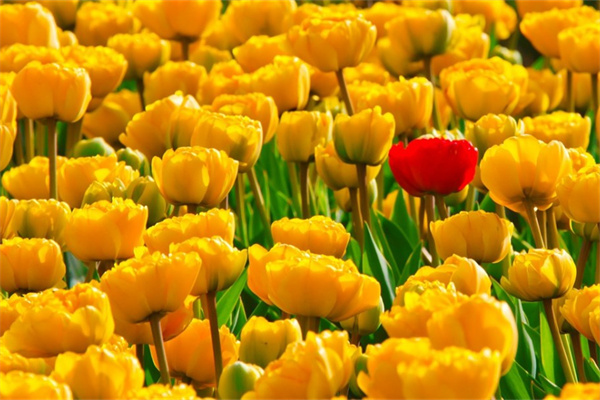 粉百合花的寓意(粉百合花的寓意是什么)