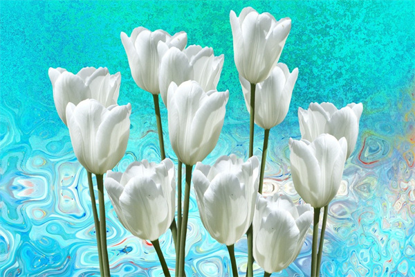 佛手柑花語是什么(佛手柑是花還是水果)