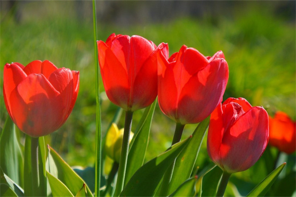 桂花樹種子什么時候播種(描述桂花樹的繁殖方法)