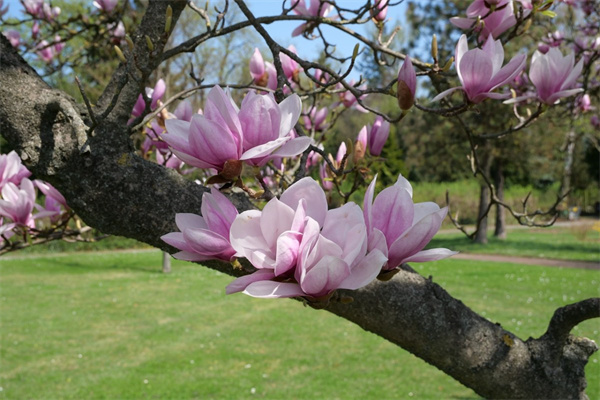 花卉博覽園的介紹(花卉博覽園的介紹和特點(diǎn))