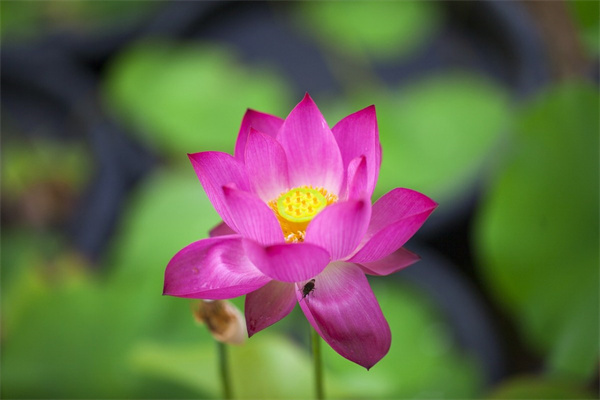 安平鮮花預訂(安平哪里有賣花的)