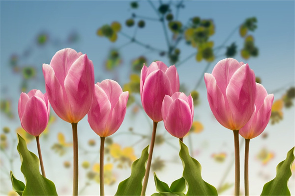 什么花在室內養有毒(什么花在屋里有毒)