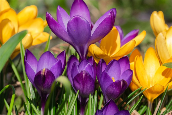 放室內的植物凈化空氣(養在室內凈化空氣最好的植物及名稱)