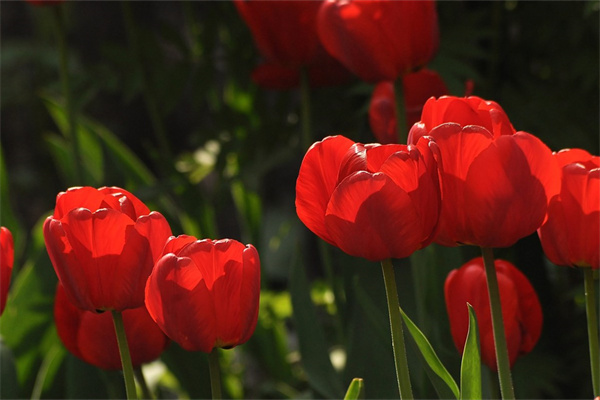 像女生告白應該送什么花(像女生告白應該送什么花呢)