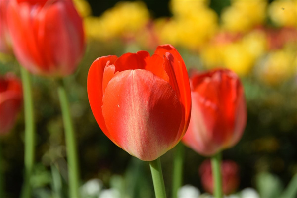 放在客廳的黃色花(客廳里放黃花是不是不好)