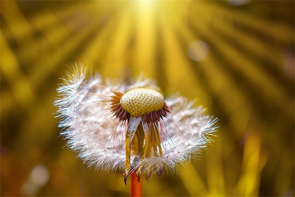 閨蜜喬遷新居送什么花(閨蜜喬遷之喜送實(shí)用性禮物)