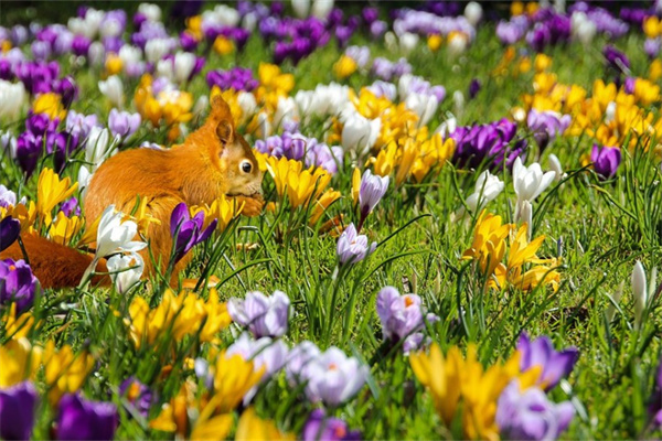 送閨蜜生日送什么花(送閨蜜生日送什么花合適)