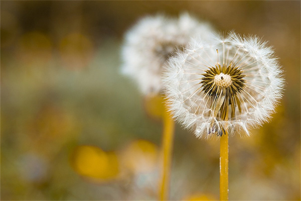 鴻運當頭花怎么澆水(詳解鴻運當頭養護要點)