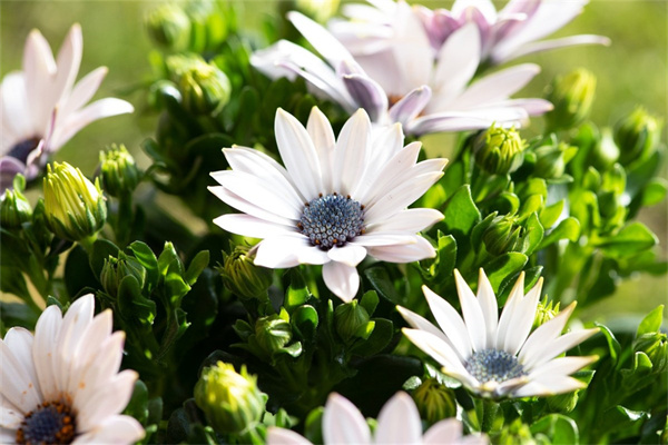 杜鵑花怎樣種植（有關杜鵑花的栽培和養護）