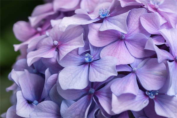 情人節賣玫瑰花攻略(情人節賣玫瑰的節日策劃)