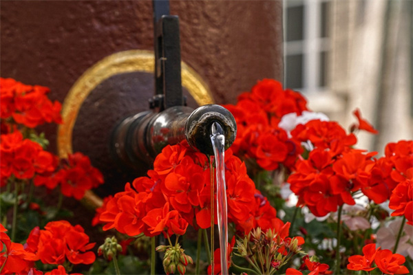 粉色雪山玫瑰(粉色雪山玫瑰怎么養護和管理)