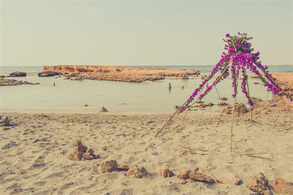 冬季室內適合水養什么花卉(冬天水里養什么花)