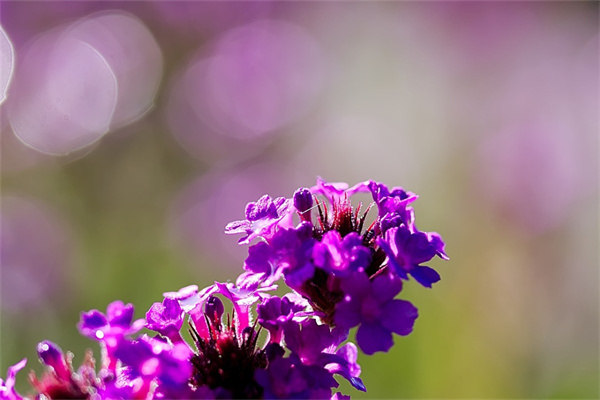 鈴蘭花語是什么(鈴蘭花的寓意和象征意義)