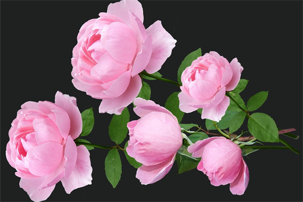 家里放什么綠植比較好(盤點五種適合室內(nèi)擺放的綠植)