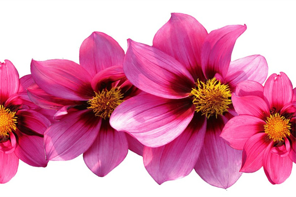 露臺養花要遮雨嗎 露臺養花要遮雨不