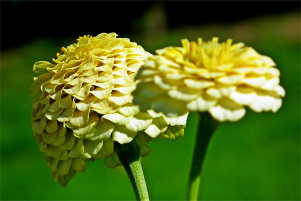 常見的高山植物有哪些(高山植物有哪些名稱)